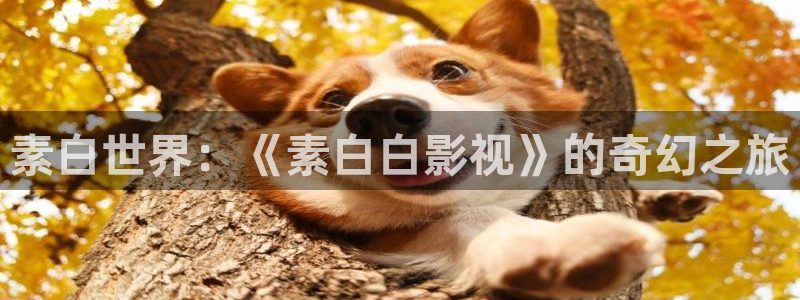 司藤电视剧在线观看免费策驰影院